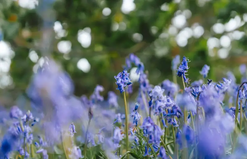 Bluebells in flower beside the path