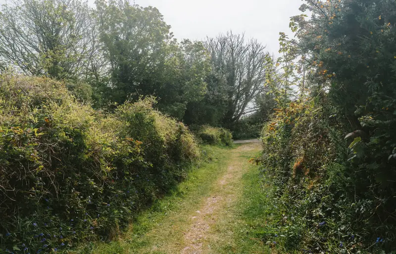 Grassy footpath between hedges on the Castle Moat walk