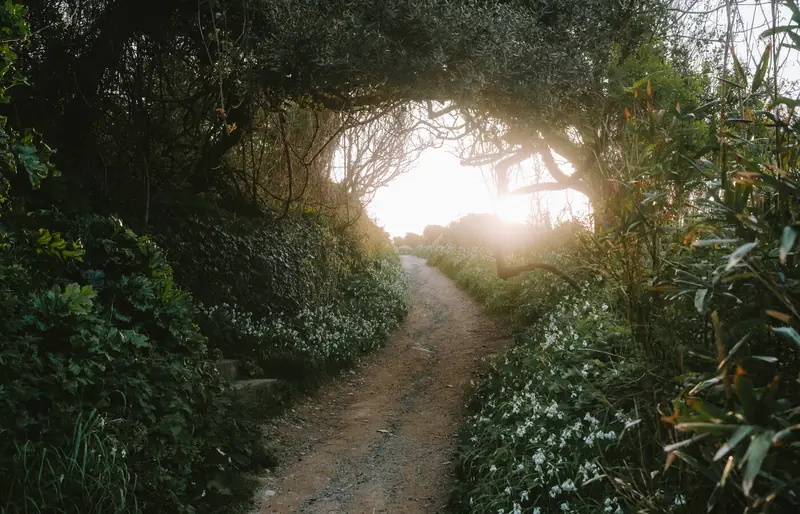 Tree tunnel over the coast path at golden hour