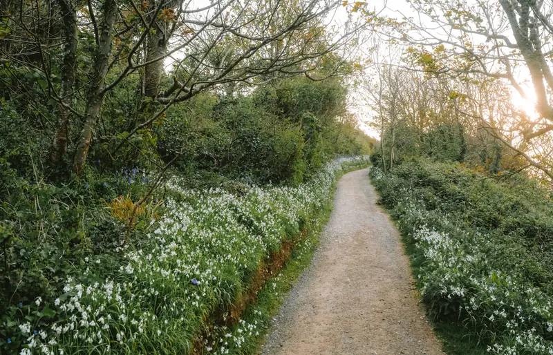 Coast path lined with wild garlic in flower