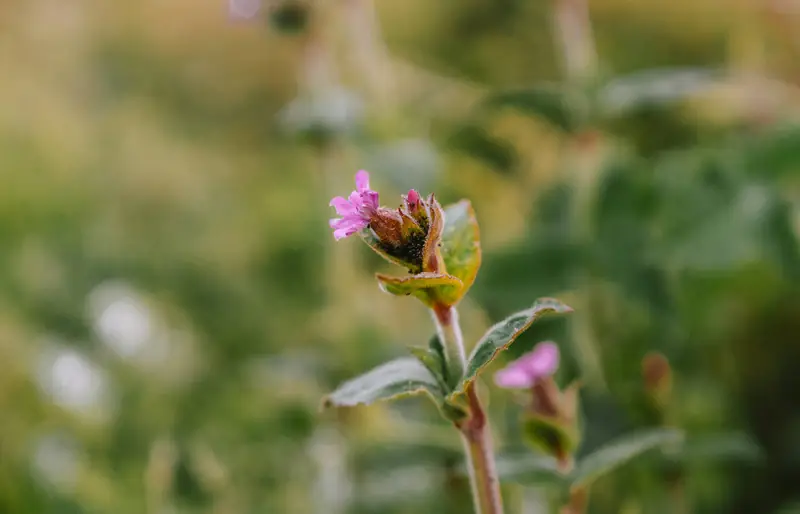 Pink wildflower on the coast path