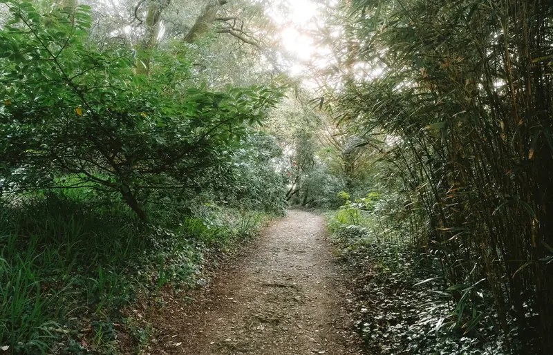 Woodland path leading down from the house