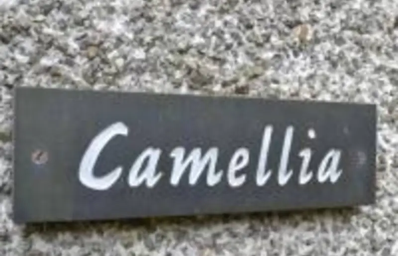Slate name sign for Camellia